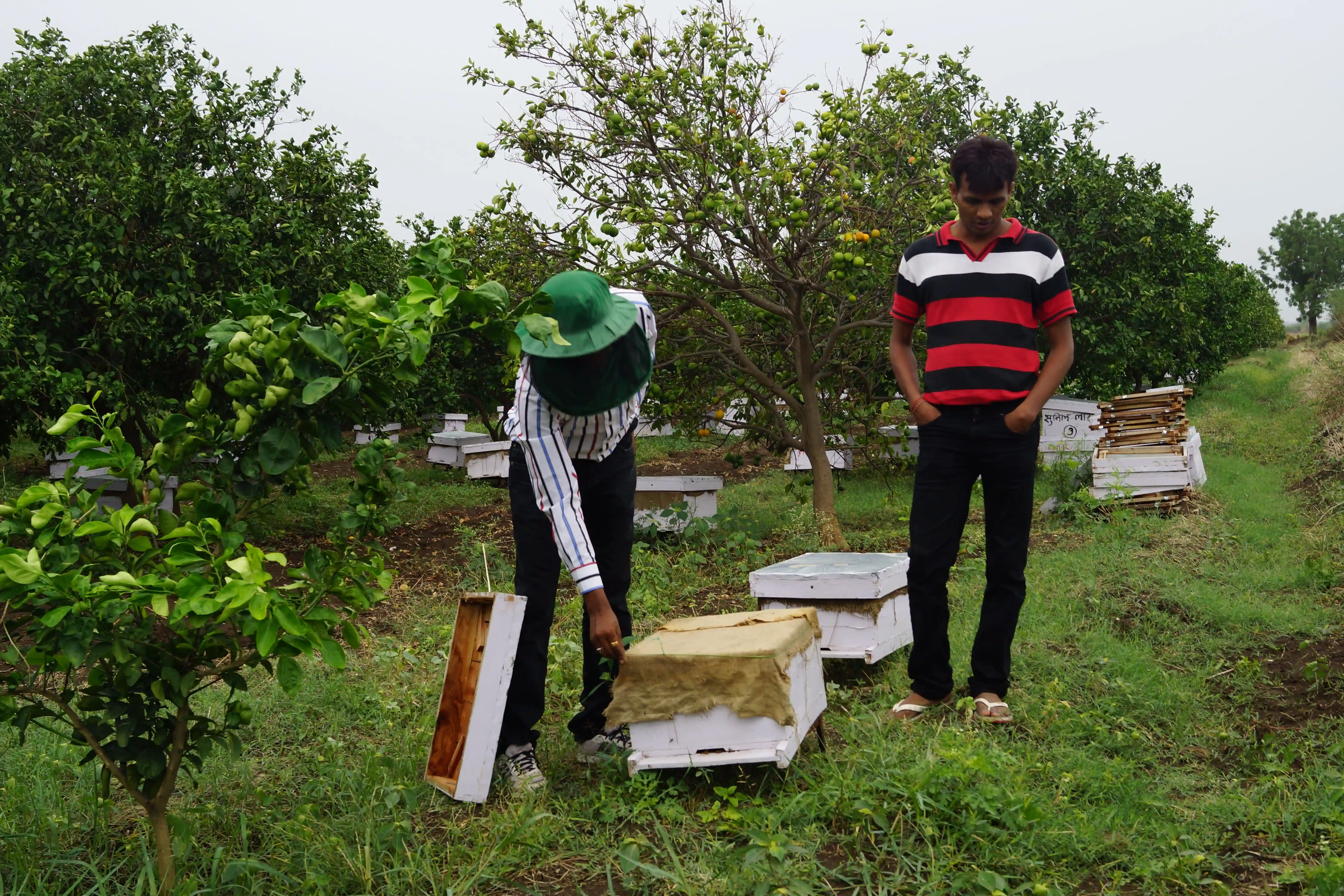Bee keeping Project